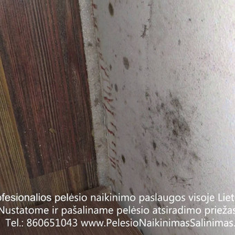 Draudiminio įvykio žalos atlyginimas, vertinimas, paskaičiavimas, sąmatos sudarymas Vilnius PelėsioNaikinimasSalinimas.lt nuotrauka 20