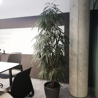 Konsultacijos architektams ir interjero dizaineriams Vilnius Augalų butas nuotrauka 4