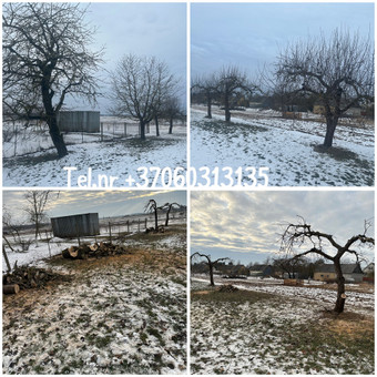 Vaismedžių genėjimas Šiauliai Zigmas nuotrauka 3