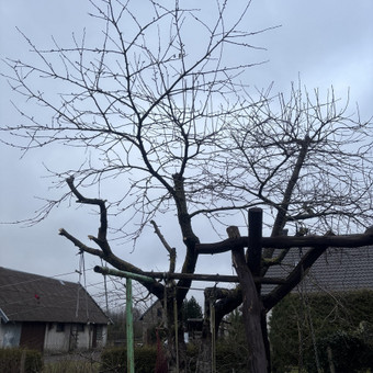 Medžių, krūmų pjovimas Klaipėda MB Edtra nuotrauka 7