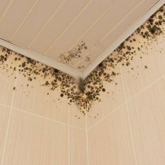 Pelėsio naikinimas Vilnius Perfect Clean nuotrauka 24