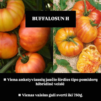 Įvairių pomidorų daigai Vilnius Ūkis Šviežutis nuotrauka 4