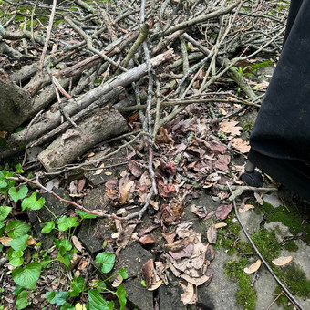 Šakų išvežimas Klaipėda Marius nuotrauka 6