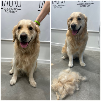 Maudymas + nukailinimas (didelis šuo 27-45 kg) Kaunas Tauras Grooming Academy nuotrauka 4