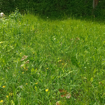 Žolės pjovimas Kaunas MB Rividis nuotrauka 1