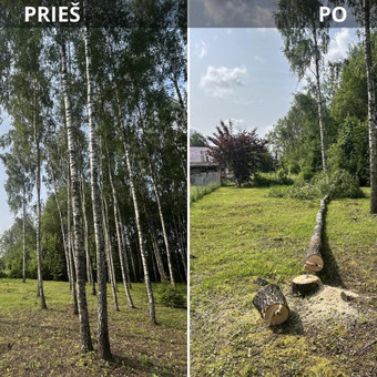 Avarinių medžių pjovimas Vilnius Vytautas Tveraga nuotrauka 1