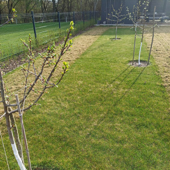 Atliekame vejos aeravimą, skarifikavimą, šukavimą. Vejos tręšimą, bei tręšimą nuo sąmanų. Naikiname piktžoles vejoje. Tel. 060787674 Kaunas Vejos priežiūra, aukštos žolės pjovimas nuotrauka 7 Vejos skarifikavimas, aeravimas Kaunas Vejos priežiūra, aukštos žolės pjovimas nuotrauka 7
