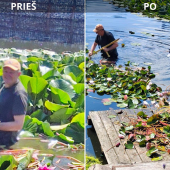 Aukštos žolės išpjovimas trimeriu. Vejos pjovimas vėjapjove. Vejos priežiūra, laistymas, trešimas. Sodybų, įmonių teritorijų priežiūra. Baseinų valymas. Klaipėdos rajonas Vytautas Giniotas nuotrauka 1 Žolės pjovimas Klaipėdos rajonas Vytautas Giniotas nuotrauka 1