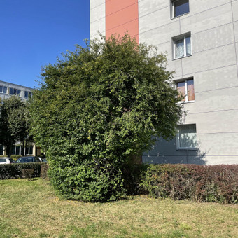 Aukštų medžių genėjimas aukštapjove, iki 5 metrų Kaunas Vytas Bukaitis nuotrauka 10