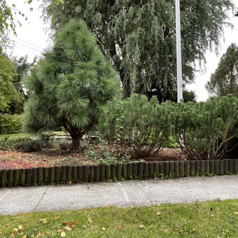 Vaismedžių genėjimas Kaunas Vytas Bukaitis nuotrauka 5