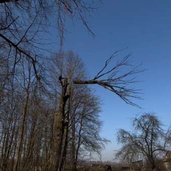 Avarinių medžių pjovimas Kaunas Saugus Pjūvis Arboristai nuotrauka 1
