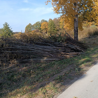 Šakų išvežimas Klaipėda Aivaras Urnikis nuotrauka 3