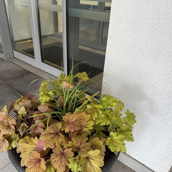 Balkonų ir terasų apželdinimas Vilnius Gėlių stebuklai nuotrauka 2