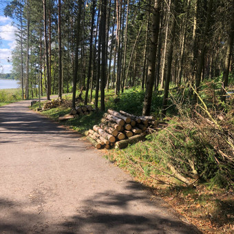 Medžių, krūmų pjovimas Vilnius Audrius nuotrauka 6