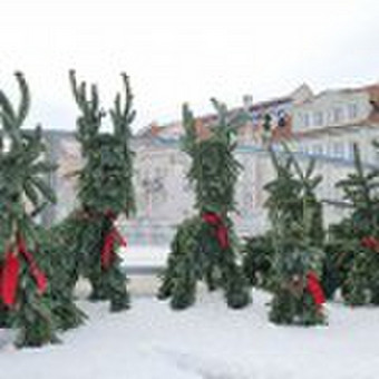 Kalėdiniai Elniai ir Eglutės iš Natūralių Kėnio Šakų Vilnius JUNGLE FLORA nuotrauka 10