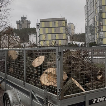 Šakų išvežimas Kaunas MEDIS SENOLIS nuotrauka 4