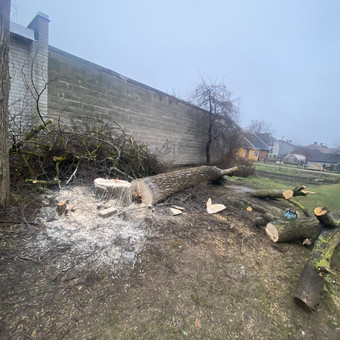 Arboristas Šiauliai MB Dausų rikis nuotrauka 7