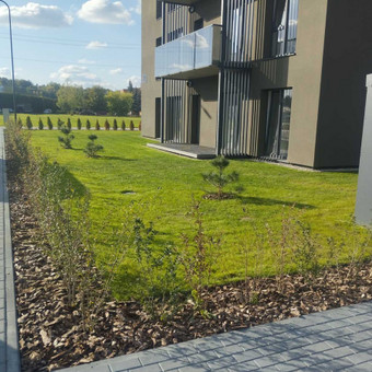 Augalų ir medelių sodinimas Kaunas Ričardas nuotrauka 9
