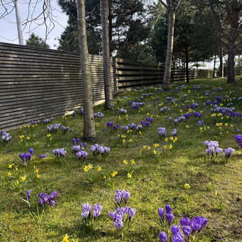 Alpinariumų ir gėlynų įrengimas Klaipėda Nerija gardens nuotrauka 6