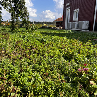 Šilokų kilimų klojimas Klaipėda Nerija gardens nuotrauka 10