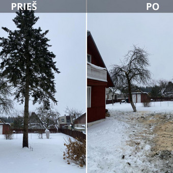 Avarinių medžių pjovimas Vilnius Albertas Rakuckis nuotrauka 1