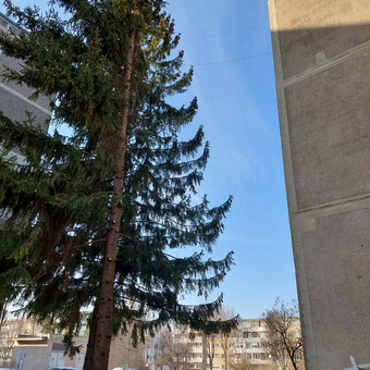 Avarinių medžių pjovimas Kaunas MB Deiskara nuotrauka 1