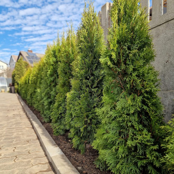 Alpinariumų, gėlynų įrengimas Kaunas Medelynas Flora nuotrauka 11