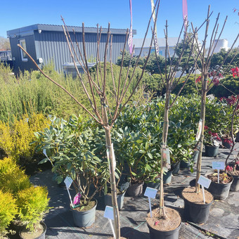 Augalų ir medelių sodinimas Kaunas Medelynas Flora nuotrauka 5