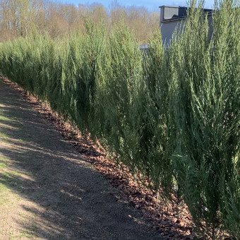 Kiemo, aplinkos apželdinimas Kaunas Medelynas Flora nuotrauka 6