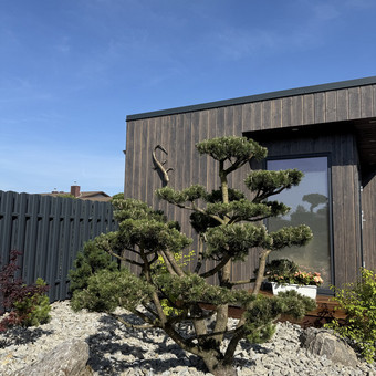BONSAI, NIWAKI, pušys ir kadagiai Vilnius žiedų gama nuotrauka 12