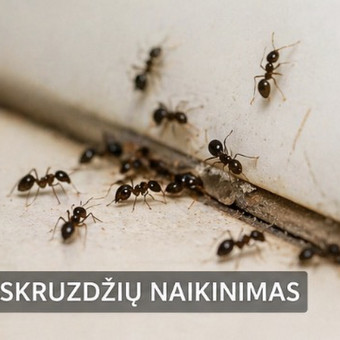 Skruzdžių kontrolė ir naikinimas Klaipėda Dezinfekcija plius, MB nuotrauka 6