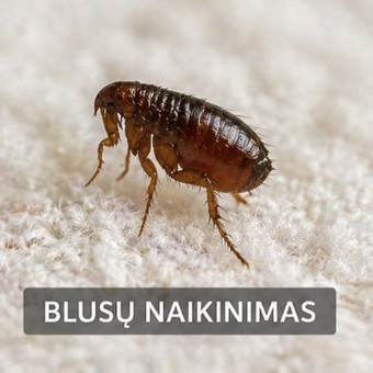 Blusų naikinimas Klaipėda Dezinfekcija plius, MB nuotrauka 5