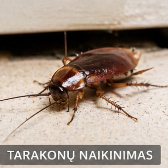 Tarakonų naikinimas ir kontrolė Klaipėda Dezinfekcija plius, MB nuotrauka 3