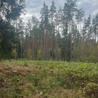 Želdinių priežiūra Palanga Liudas nuotrauka 5