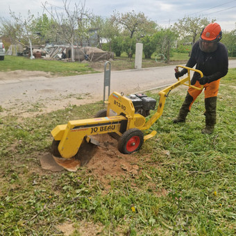 Kelmų naikinimas, frezavimas Kaunas Saugus Pjūvis Arboristai nuotrauka 2
