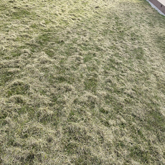 Vejos skarifikavimas Marijampolė Kiemukas.lt nuotrauka 7