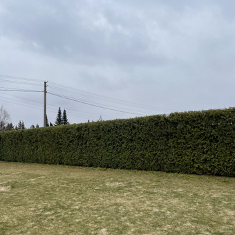 Gyvatvorių karpymas Marijampolė Kiemukas.lt nuotrauka 8