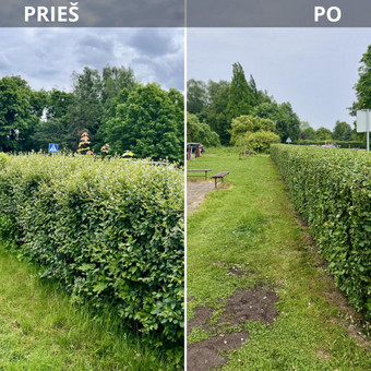 Gyvatvorių karpymas ir priežiūra Vilnius Gamtos skulptorius, MB nuotrauka 10