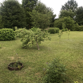 Atliekame vaismedžių, vaiskrūmių purškimą, genėjimą. Tel. +37060787674 Kaunas Apleistos žolės pjovimas trimeriais nuotrauka 11