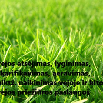 Vejos aeravimas Kaunas Apleistos žolės pjovimas trimeriais nuotrauka 2