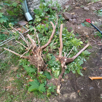 Avarinių medžių pjovimas, kelmų šalinimas Vilnius Visi aukštuminiai darbai nuotrauka 6