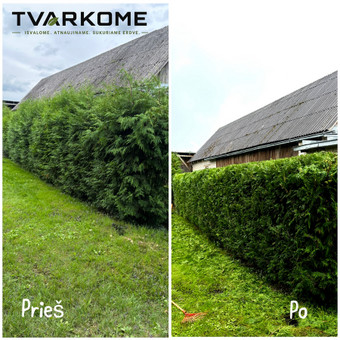 Gyvatvorių karpymas Kaunas Tvarkome nuotrauka 1