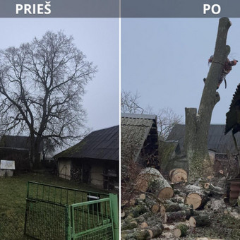 Avarinių medžių pjovimas Kaunas Artūras ,,Medžių pjovimas ir genėjimas" nuotrauka 1