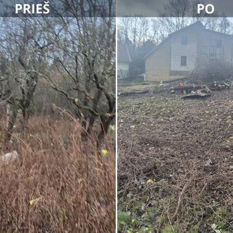 Apleistų sklypų tvarkymas Kaunas Artūras ,,Medžių pjovimas ir genėjimas" nuotrauka 3