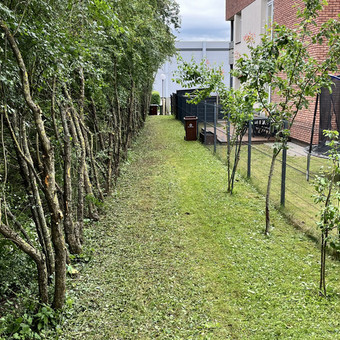 Žolės pjovimas Kaunas Saugus Pjūvis Arboristai nuotrauka 6