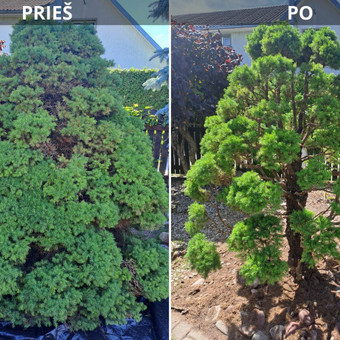 Medžių, krūmų genėjimas Šiauliai Gerule Gardens nuotrauka 10