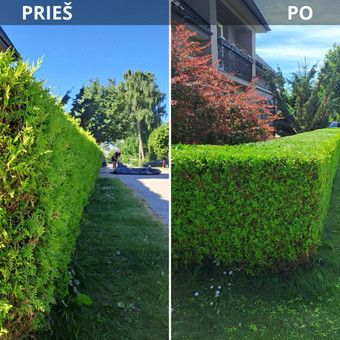 Gyvatvorių karpymas Šiauliai Gerule Gardens nuotrauka 3