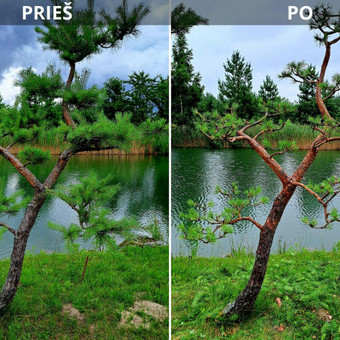 Niwaki formavimas genėjimas Šiauliai Gerule Gardens nuotrauka 5