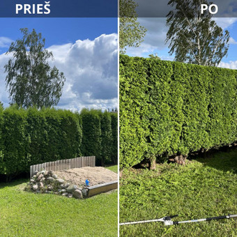 Tujų ir gyvatvorių formavimas Marijampolė Edvinas Gilius nuotrauka 4