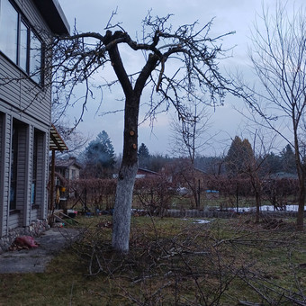 Atliekame vaismedžių, vaiskrūmių purškimą, genėjimą. Tel. +37060787674 Kaunas Rytis nuotrauka 11